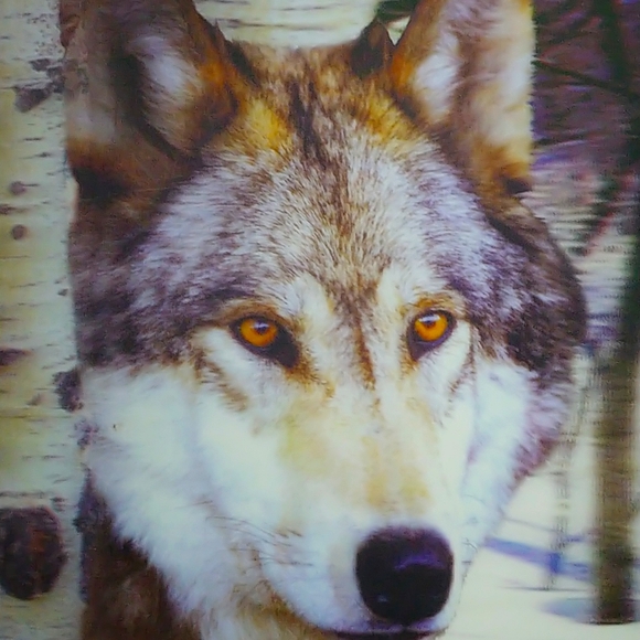 Framed 3D picture - Wolf (winter scene) - Picture 1 of 3